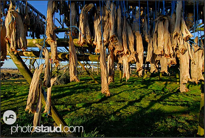 Fish drying in a field in Iceland.
