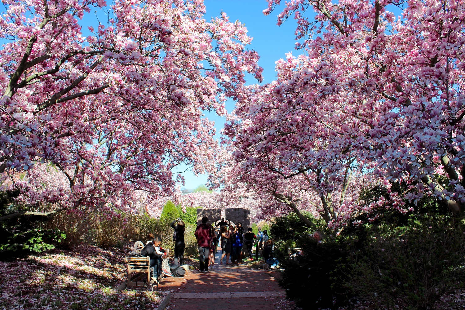 Cherry Blossoms in DC