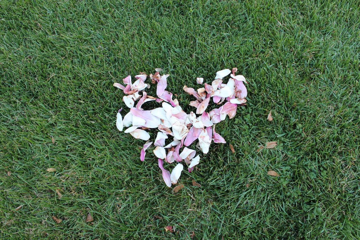 A heart in cherry blossom petals 