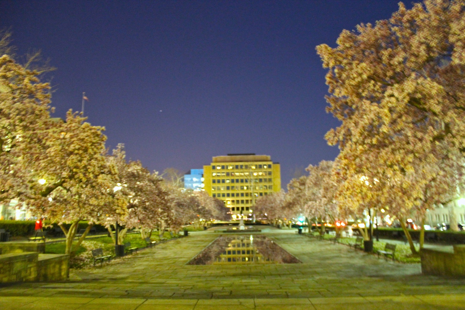 DC at night with the cherry blossoms trees lining the area