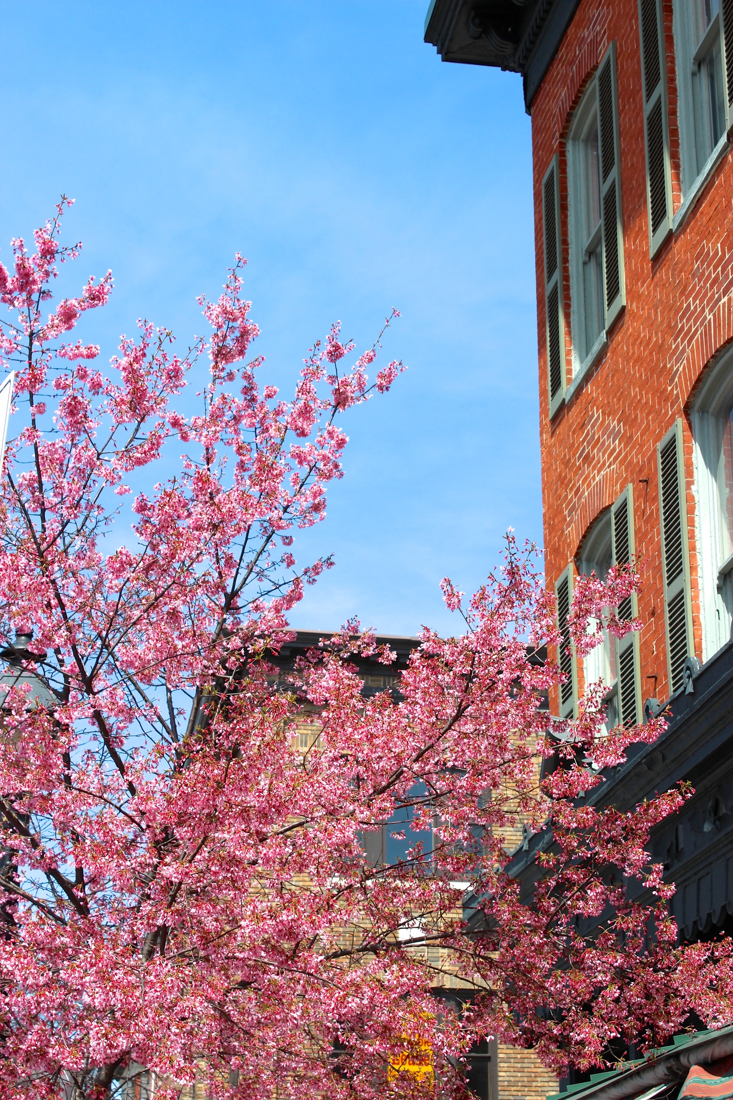Cherry Blossoms blooming in Baltimore!