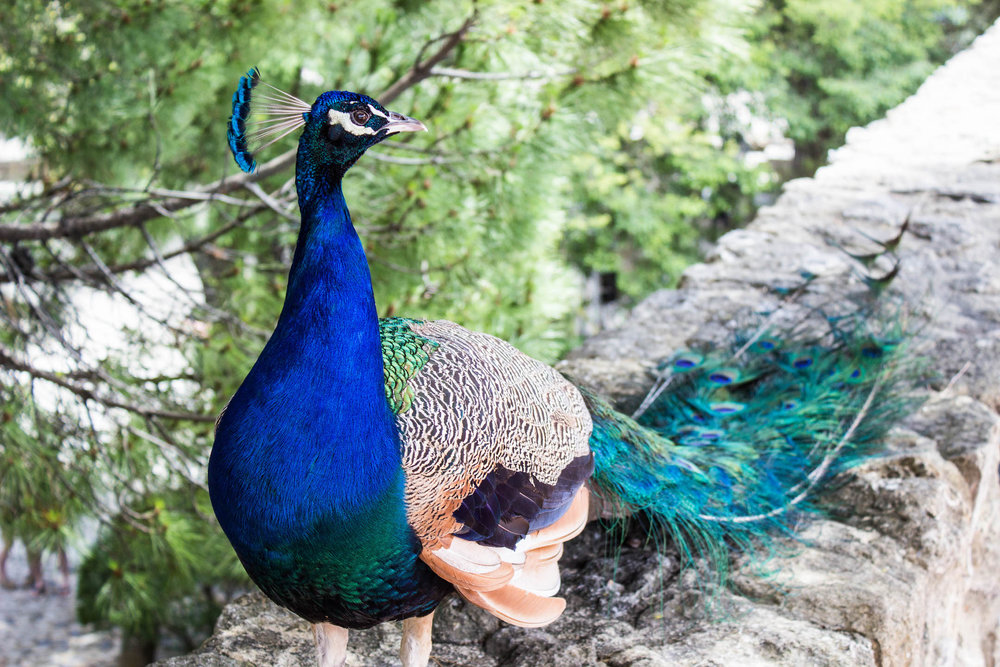 Castelo de Sao Jorge is home to several wild peacock families