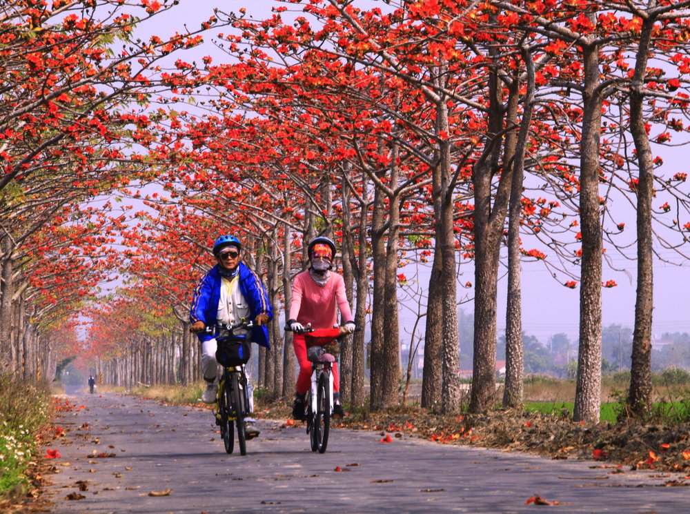 Cycling on the Baihe Cotton Tree Path, Tainan.jpg