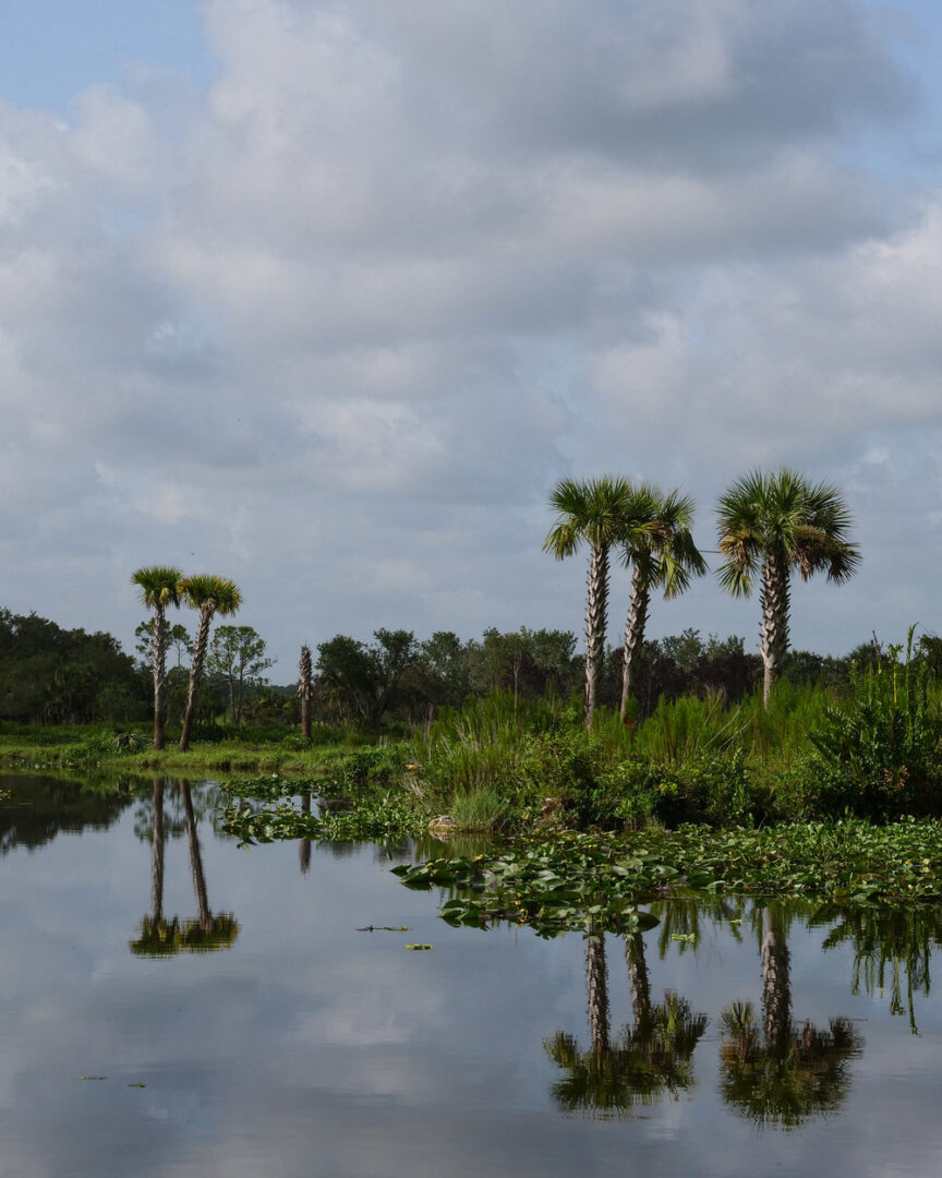 The Everglades.