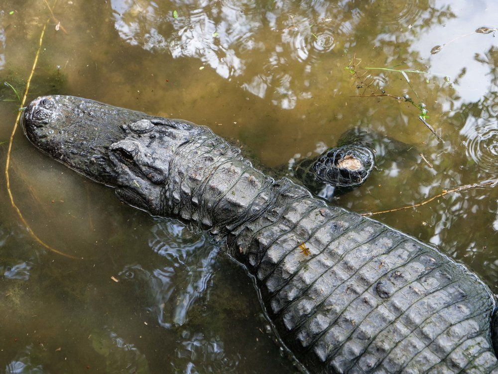 A wild alligator in the Everglades.