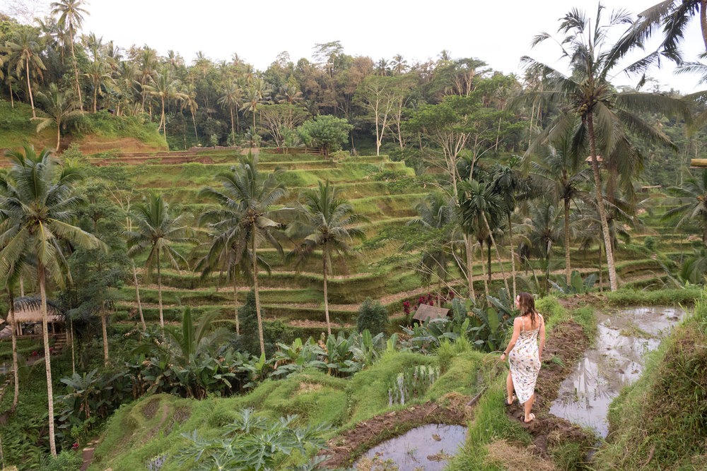 Tegallalang Rice Terrace