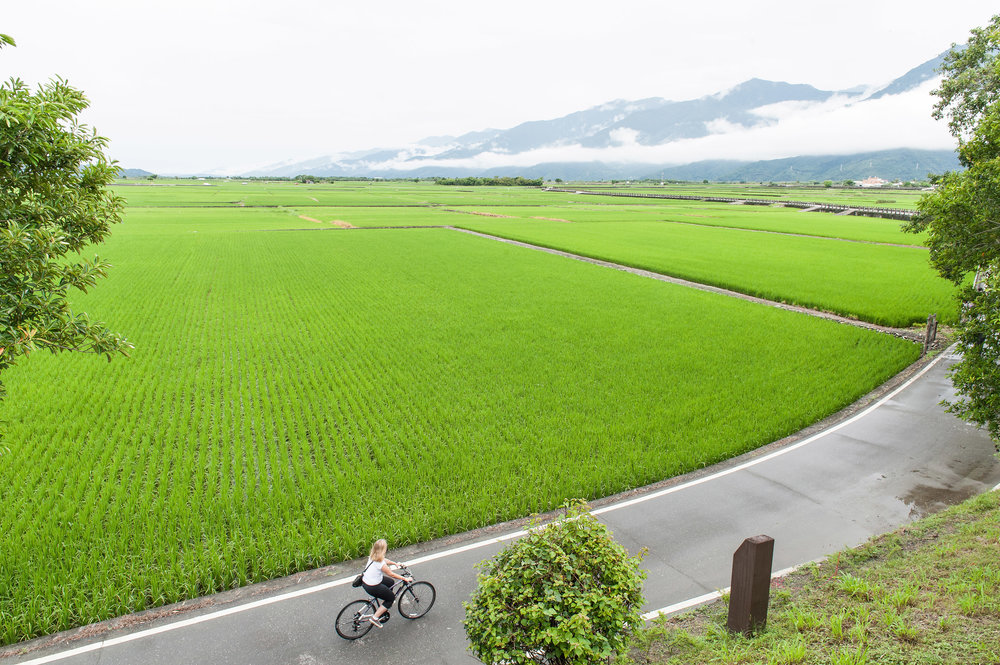 bike path along the ricefield, Taitung.jpg