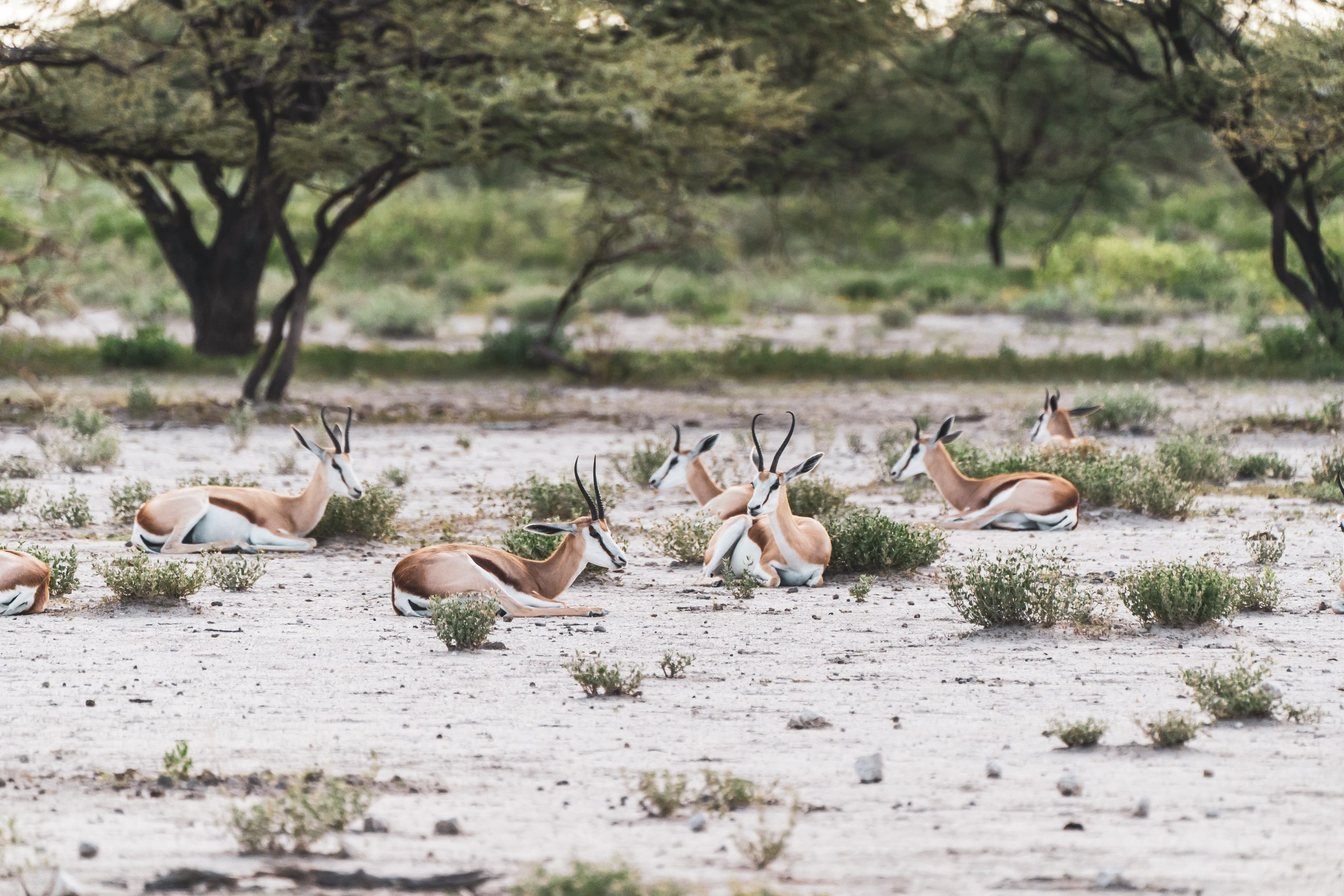 Africa; Namibia