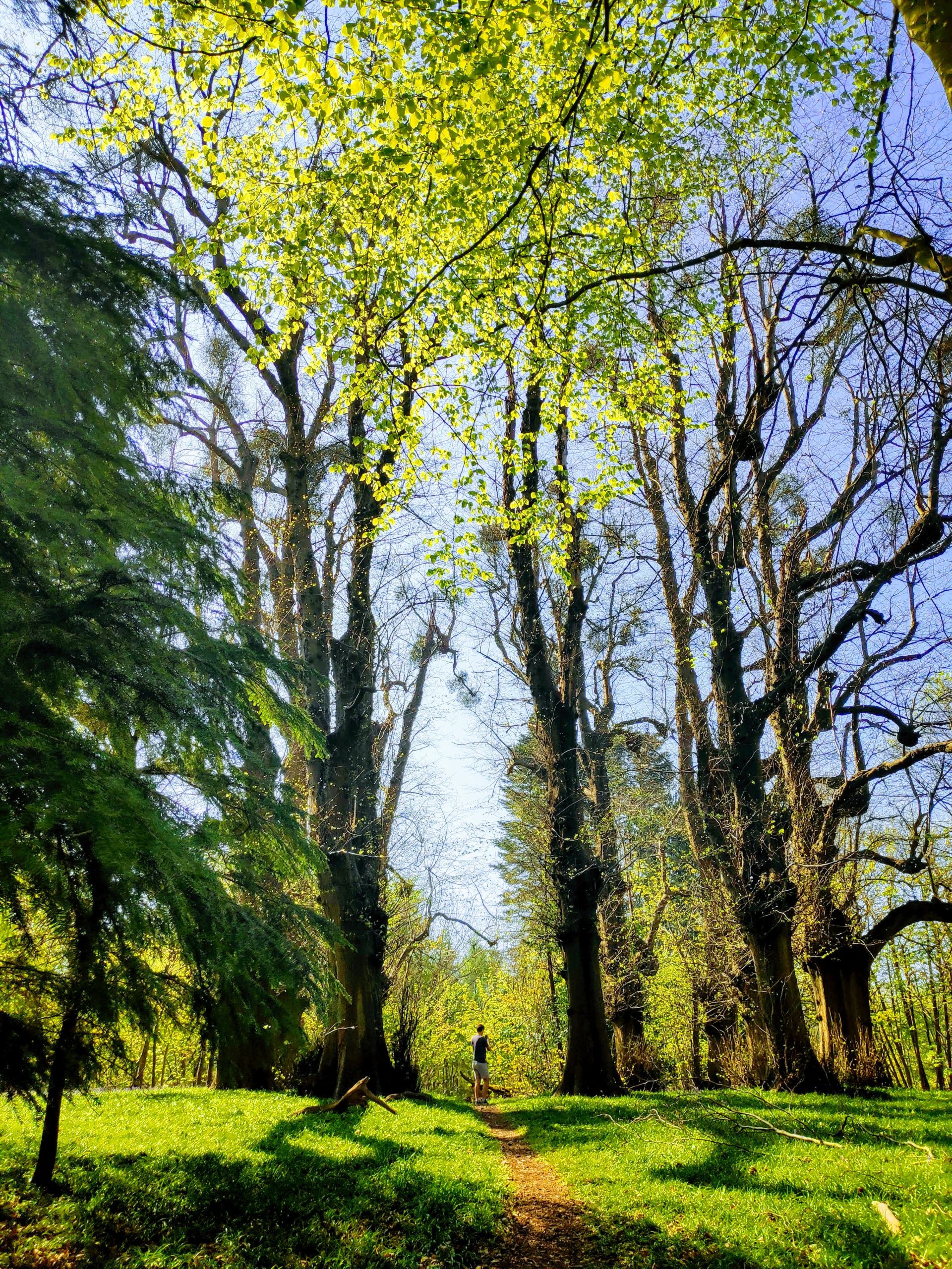 Swinley Forest, The Berkshires. 